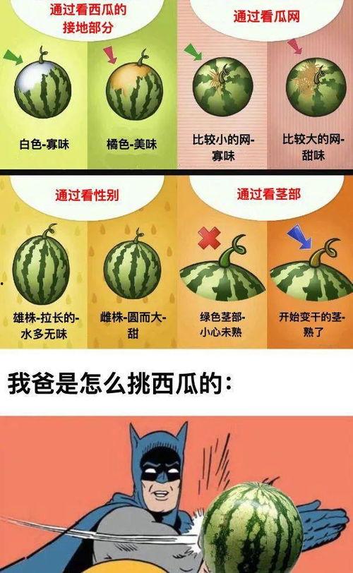 吃瓜西瓜小说免费阅读,免费阅读吃瓜西瓜小说的奇幻之旅 第2张 吃瓜西瓜小说免费阅读,免费阅读吃瓜西瓜小说的奇幻之旅 第2张