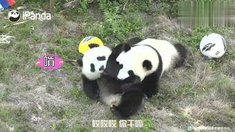 俏皮小熊猫爆料视频,萌态百出，欢乐无限