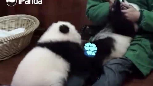 俏皮小熊猫爆料视频,萌态百出,欢乐无限 第2张 俏皮小熊猫爆料视频,萌态百出,欢乐无限 第2张