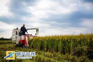 收割在线观看,揭秘农业科技新篇章