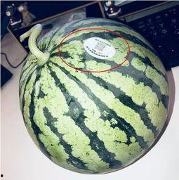 那些网红吃瓜,揭秘娱乐圈幕后真相 第2张 那些网红吃瓜,揭秘娱乐圈幕后真相 第2张