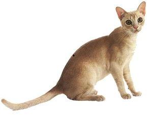 娱乐吃瓜酱猫叫,揭秘娱乐圈那些不为人知的秘密  第3张