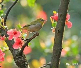 鸟语花香爆料特效视频大全,带你领略自然之美与视觉奇观 第2张 鸟语花香爆料特效视频大全,带你领略自然之美与视觉奇观 第2张