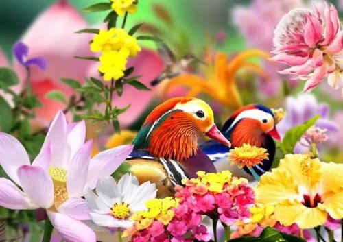 鸟语花香爆料特效视频大全,带你领略自然之美与视觉奇观 第3张 鸟语花香爆料特效视频大全,带你领略自然之美与视觉奇观 第3张