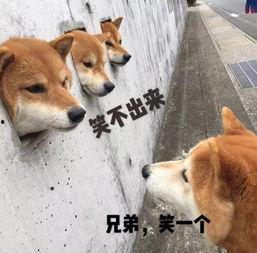 柴犬员工爆料视频,揭秘公司真实工作环境  第2张