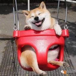 柴犬员工爆料视频,揭秘公司真实工作环境  第3张