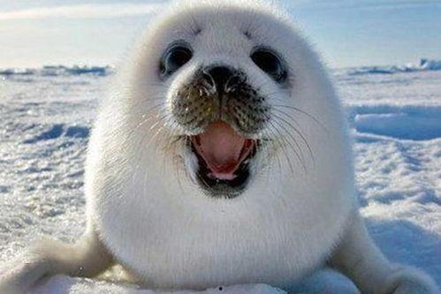 海豹突然爆料的视频下载