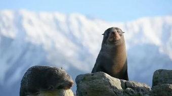 海豹突然爆料的视频下载  第3张