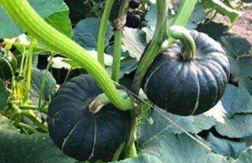 青田网红吃瓜群微信,揭秘网络红人的幕后故事