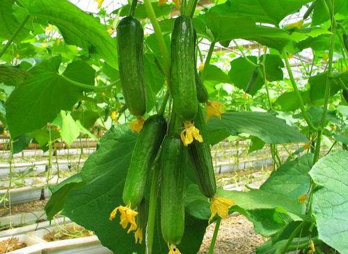 青田网红吃瓜群微信,揭秘网络红人的幕后故事  第3张