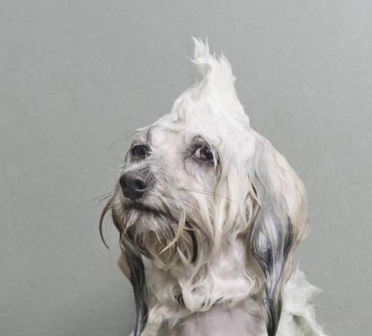 狗狗最新爆料图片高清大图,高清大图揭秘萌宠日常