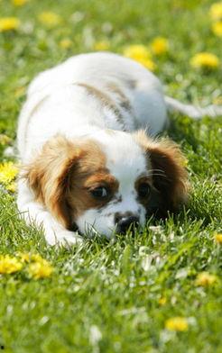 狗狗最新爆料图片高清大图,高清大图揭秘萌宠日常  第2张