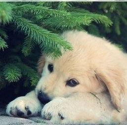 狗狗最新爆料图片高清大图,高清大图揭秘萌宠日常  第3张