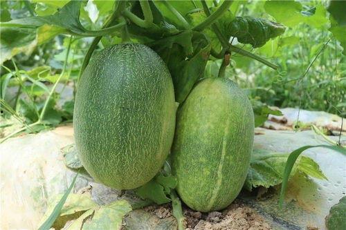 哈密瓜哪里可以免费吃,揭秘免费品尝的神秘之地  第3张